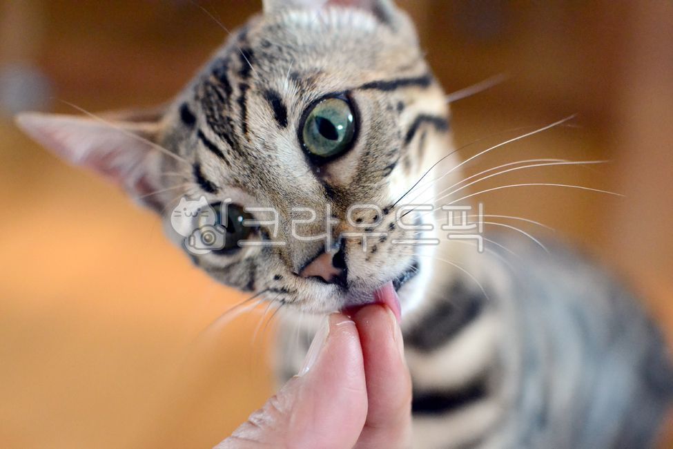 Pets,cutie,bengal cat,cat,animal,joke