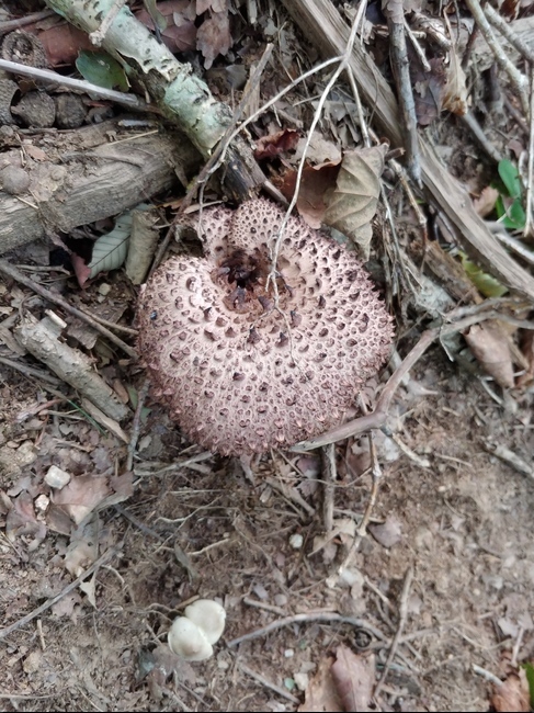 진균류,능이,능이버섯,버섯,mushroom,버섯,mushroom