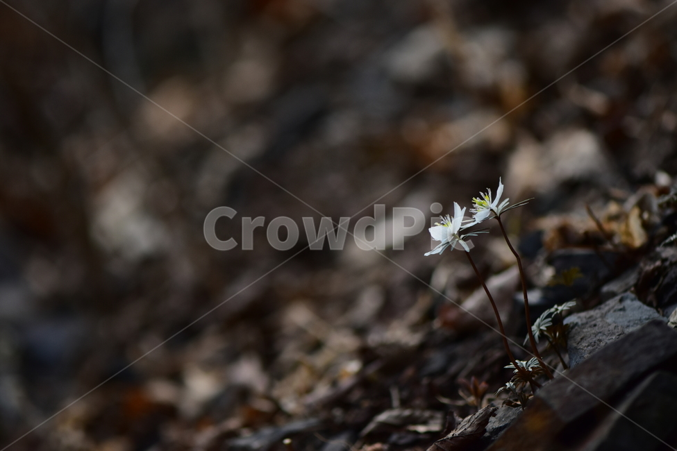 변산바람꽃,야생화,봄,꽃,흰색,자연,식물,식생,봄의전령사,풀꽃,미나리아재비과,plants,nature,spring,season,flower,식물,자연,plants,nature,꽃,flower