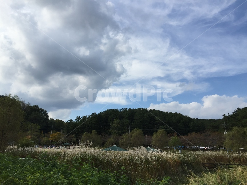 자연,하늘,억새,nature,silvergrass,가을,계절,fall,autumn,season,자연,풍경,nature,landscape,weather,날씨,cumulus,적운,outdoors,옥외,cloud,구름,sky
