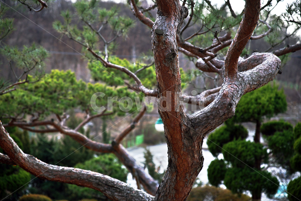 소나무,상록교목,솔나무,송목,적송,pinusdensiflorasetz