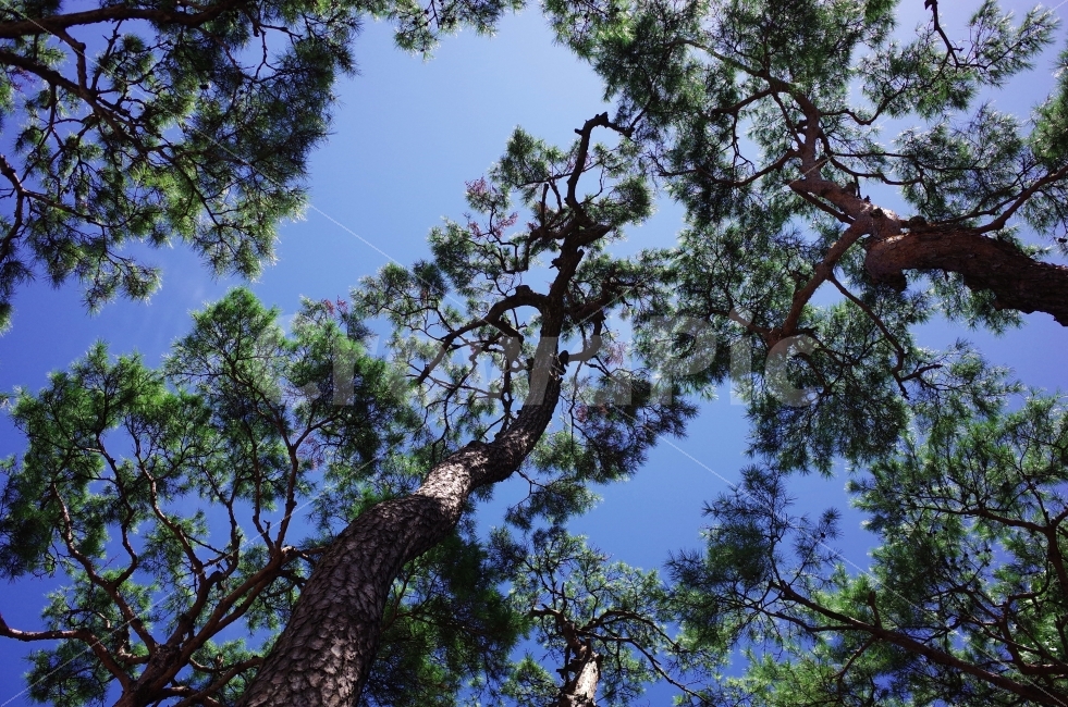 청와대,사랑채,소나무,가을,하늘,식물,자연,plants,nature,나무,trees,wood