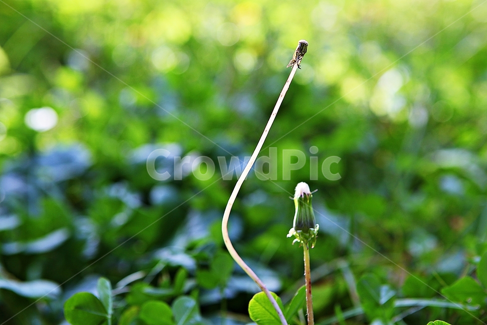 민들레,꽃,홀씨,식물,자연,공원,야외,줄기,식물,자연,plants,nature