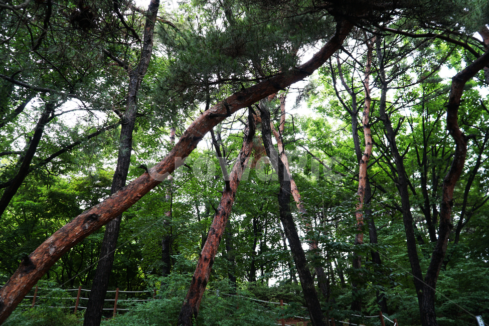 나무,소나무,숲,식물,육송,비송,적송,송,솔잎,솔,물방울,맺힘,비,자연,경관,우림,산,산책로,산책,way,lake,road,mountain,rain,koreanredpine,pine,tree