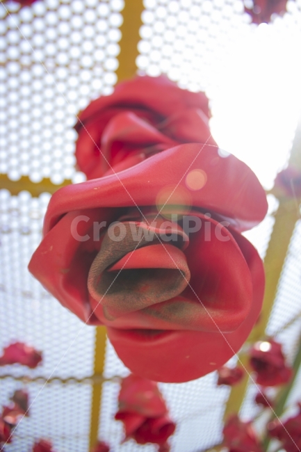 장미꽃,장미,꽃,flower,장식,식물,자연,plants,nature,꽃,flower,조각상,동상,석상,조형물,statue,bronze statue,stone statue