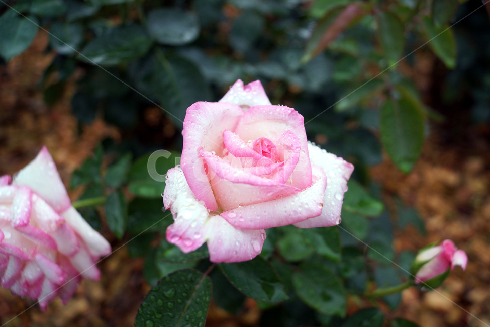 장미,꽃,식물,자연,여름,공원,식물원,화원,roses,flowers,plants,nature,summer,parks,botanicalgardens