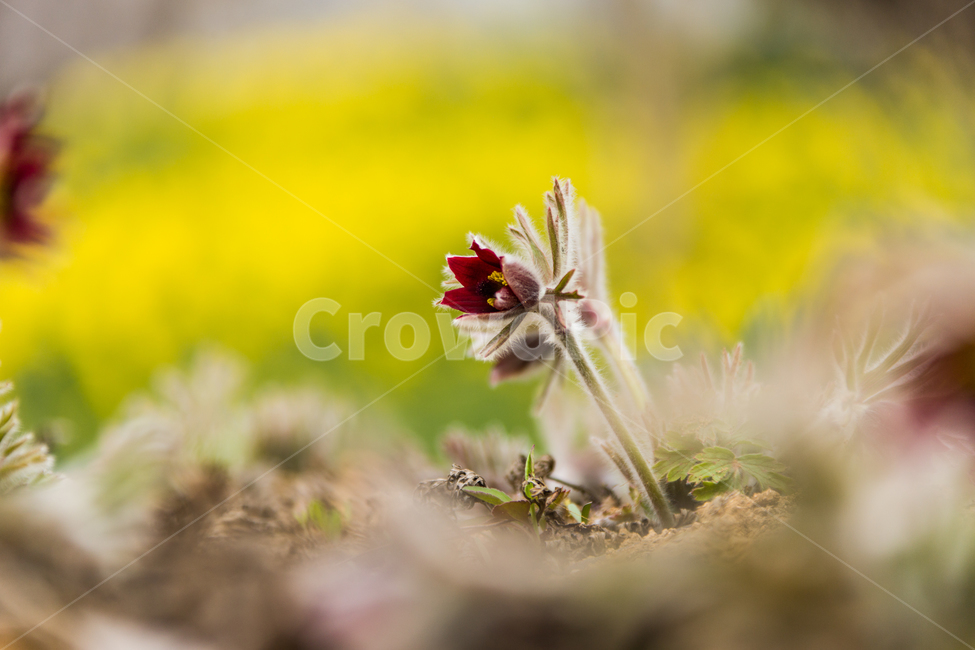 봄,꽃,할미꽃,자연,붉은색,봄,계절,spring,season,식물,자연,plants,nature,꽃,flower,plant