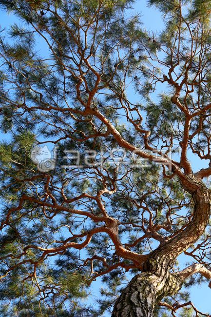 blue sky,pine tree,pine,tree branch,bluesky,coniferous plant,tree trunk,lowangle,pine cone,treetrunk,treebranch,sky,brush,nature,tree,low angle,leaf,outdoor,softwood,outdoors,fruitplant,plant,pinecone,conifer