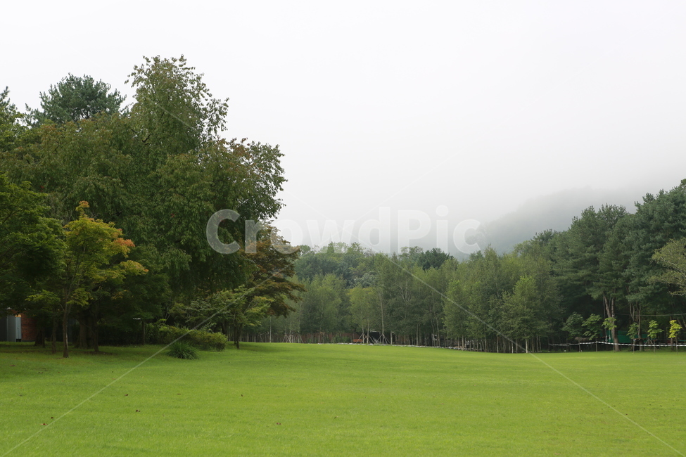 숲,여름,풍경,잔디,초록색,자연,풍경,nature,landscape,plant,식물,grass,lawn,park,공원,outdoors,옥외