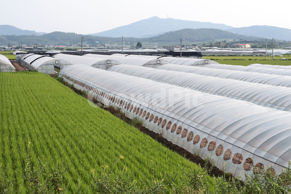 비닐하우스,하우스단지,하우스재배,하우스시설,하우스농작물,농업,농사,agriculture,farming,farming industry