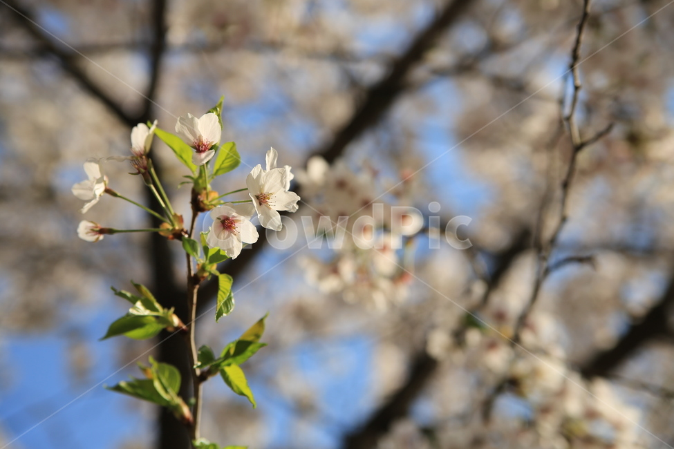 벚꽃,꽃,봄,봄꽃,하늘,벚꽃축제,식물,자연,plants,nature,꽃,flower