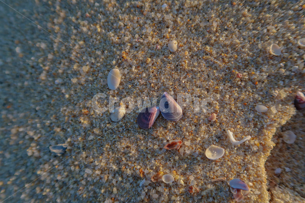 조개껍질,모래,바다,clam,sea,해변,바다,beach,sea