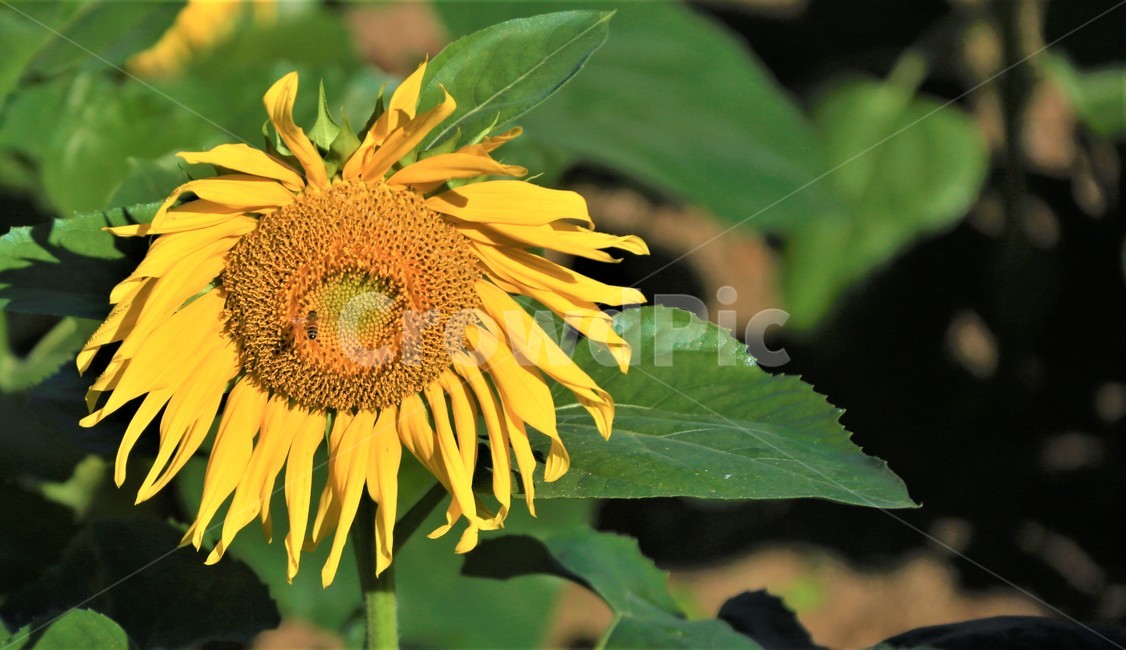 해바라기,식물,꽃,flower,plant,꽃,flower