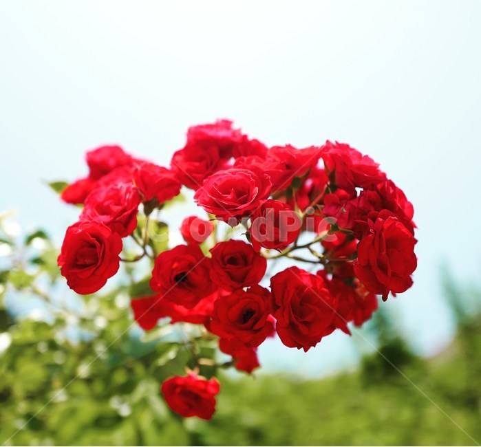 꽃,장미,정열,flower,rose,접사,식물,자연,plants,nature,꽃,flower