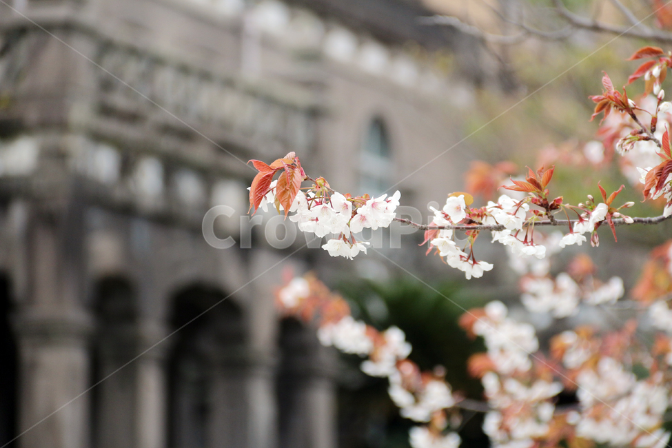 일본,가고시마,벚꽃,개화기,사쿠라,봄,봄,계절,spring,season,자연,풍경,nature,landscape,식물,plants,꽃,flower,plant,blossom