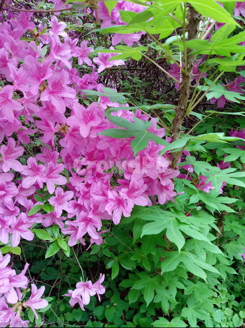 철쭉,smilerosebay,진달래과,식물,봄꽃,개꽃나무,springseasonflower,척촉화,낙엽관목,관상용