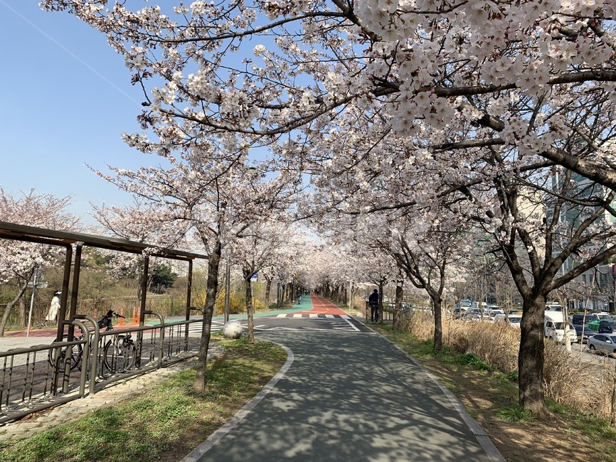 blossom,벚꽃,cherryblossom,flower,산책로,벚꽃산책