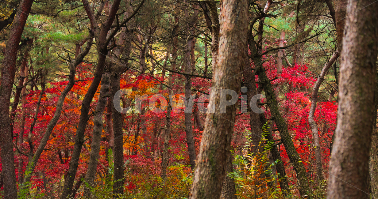 tree,나무,plant,식물,나무줄기,가을,계절,fall,autumn,season
