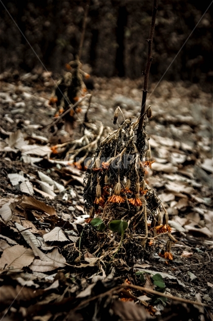 자연,꽃,가을,낙엽,겨울,산,감성,대구,분위기,와룡산,가을,계절,fall,autumn,season,ground,바닥,plant,식물