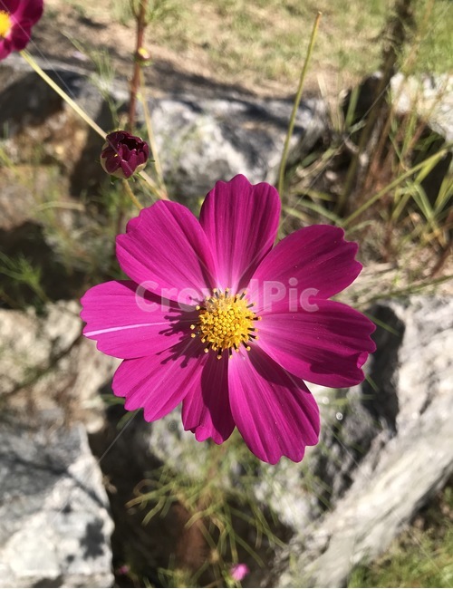 꽃,플라워,flower,코스모스,자연,식물,가을,계절,fall,autumn,season,식물,자연,plants,nature,꽃,flower,plant
