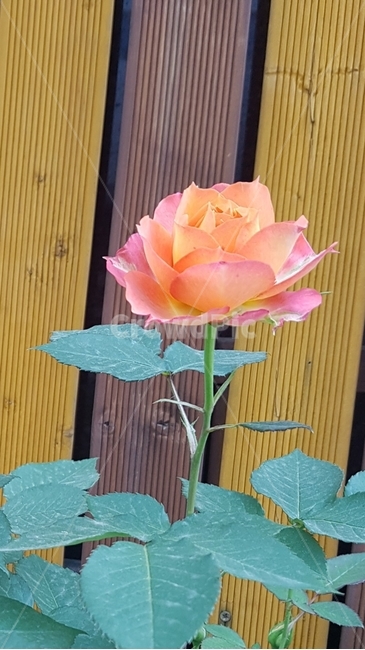 plant,식물,장미,가을,blossom,rose,flower