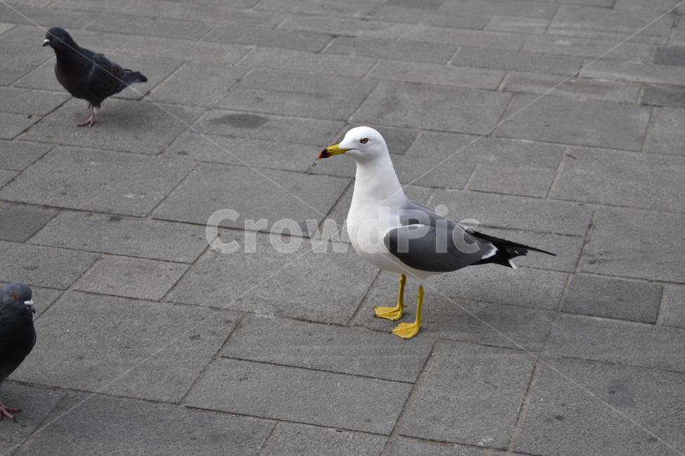 갈매기,새,조류,동물,갈매기한마리,동물,animal,조류,새,birds