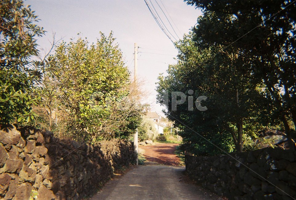 자연,제주도,풍경,필름,길,시골,자연,풍경,nature,landscape,road,도로,asphalt,아스팔트