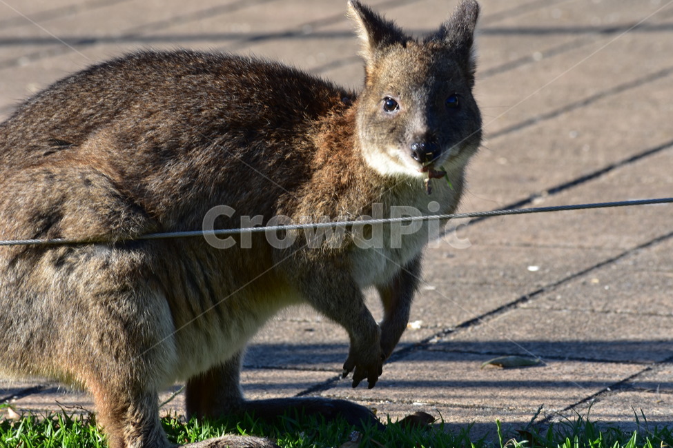 왈라비,동물,자연,wallaby,야생,포유류,mammal,animal,동물원,zoo,잔디,야생동물,호주,Australia,멜버른,Melbourne,브리즈번brisbane