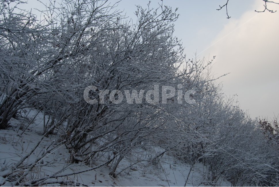 금학산,눈꽃,공원,자연,탐방로,겨울,계절,winter,season,자연,풍경,nature,landscape,한국자연풍경,한국자연경관,korea nature landscape,outdoors,옥외,snow,눈