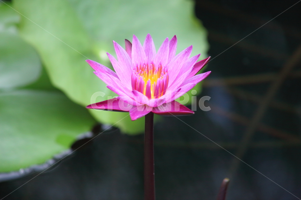 plant,식물,flower,꽃,수련,식물,자연,plants,nature,꽃,flower