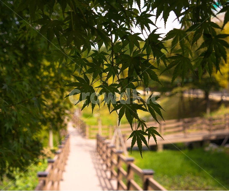 단풍나무,단풍잎,가을,데크,다리,공원,식물,자연,plants,nature