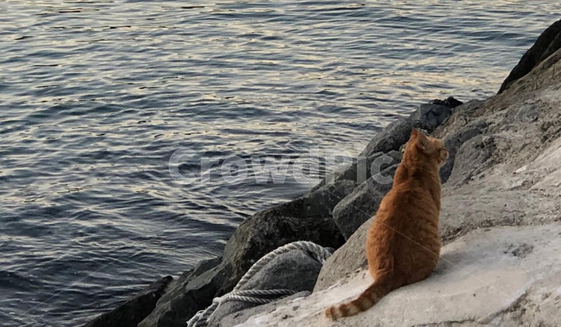 고양이,cat,pet,animal,동물,동물,animal,포유류,mammal,고양이,cat,kitten,kitty