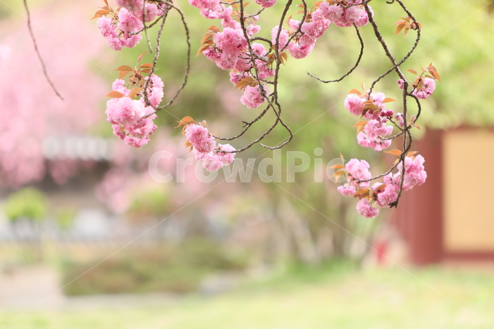 꽃,만첩왕벚,겹벚꽃,봄,꽃송이,벗꽃,식물,핑크,만개,봄,계절,spring,season,식물,자연,plants,nature,꽃,flower,plant