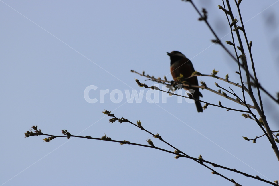 bird,새,animal,동물,조류