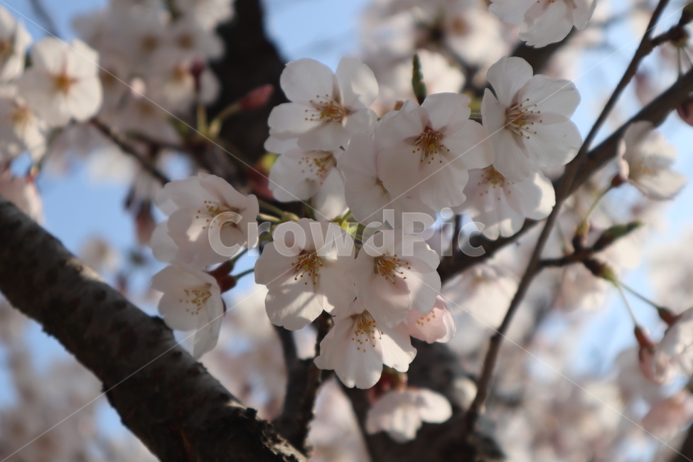 cherryblossoms,벚꽃,봄,꽃,분홍꽃