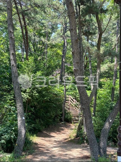 길,자연,나무,삼림지,숲,공원,garden,woodland,park