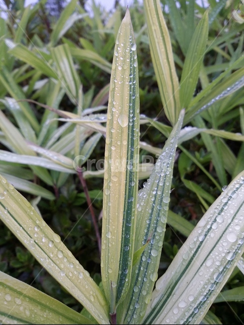 식물,plant,leaf,잎,자연,식물,자연,plants,nature
