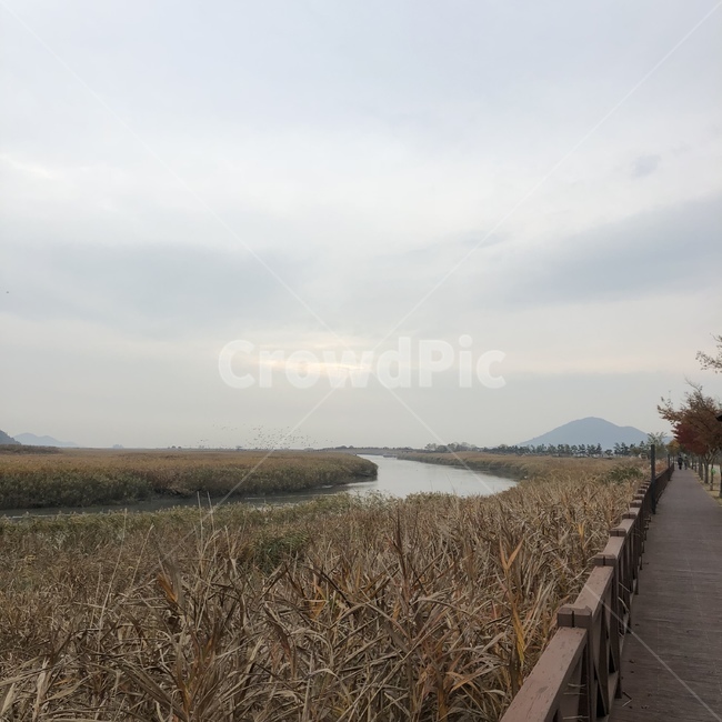 갈대,가을,휴식,힐링,산책,가을,계절,fall,autumn,season,자연,풍경,nature,landscape
