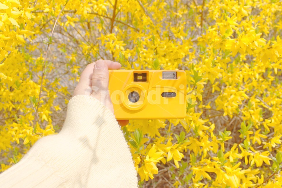 카메라,필름카메라,봄,노란색,개나리,yellow,camera,person,사람,human,인간,손,hand
