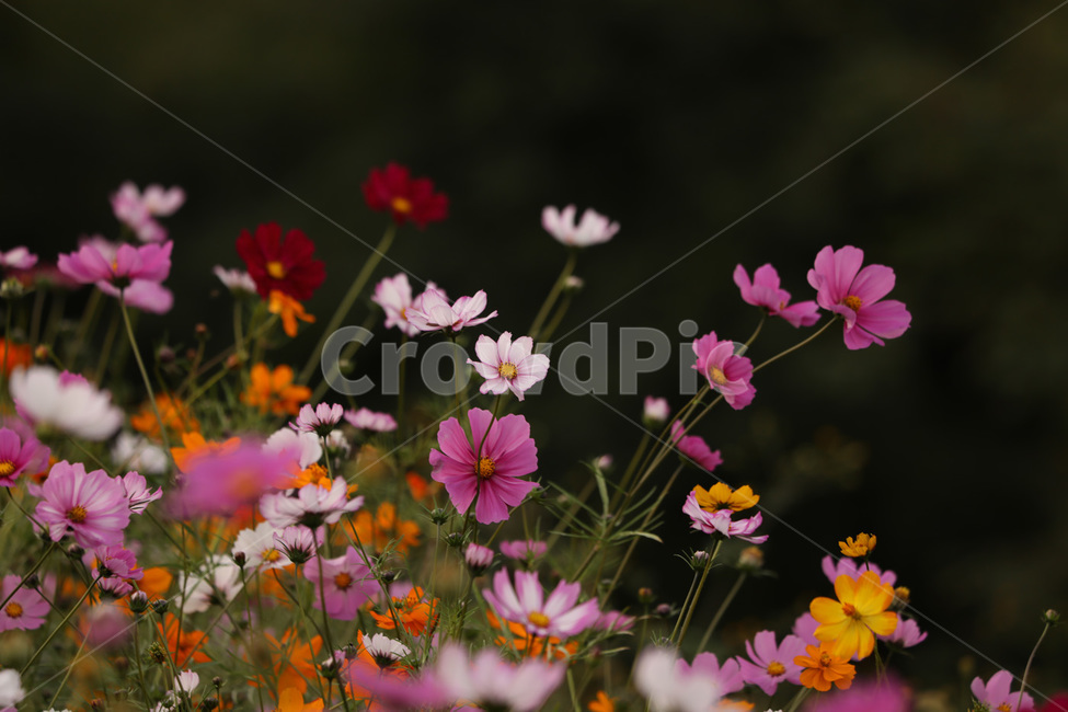 코스모스,줄기,연분홍,가을,빨강,고귀함,가을,계절,fall,autumn,season,식물,자연,plants,nature,꽃,flower,geranium,제라늄,blossom,plant,petal,꽃잎