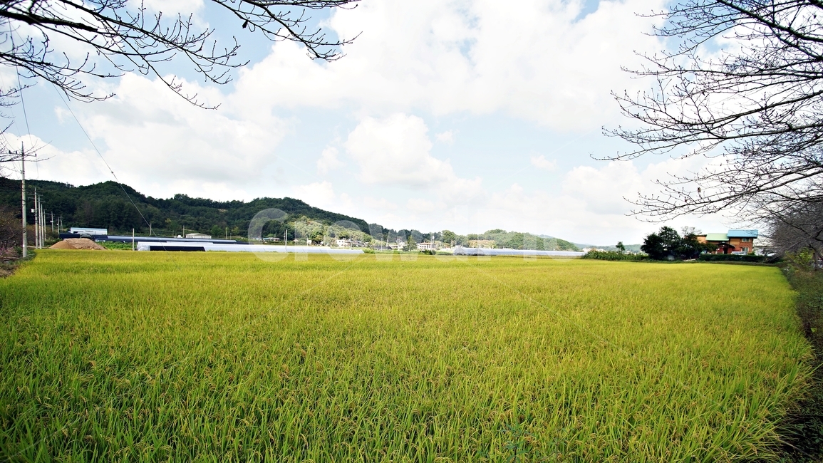 nature,자연,옥외,목초지,들,field,식물,벼,추수,곡식,시골풍경,시골,농업,농사,agriculture,farming,farming industry
