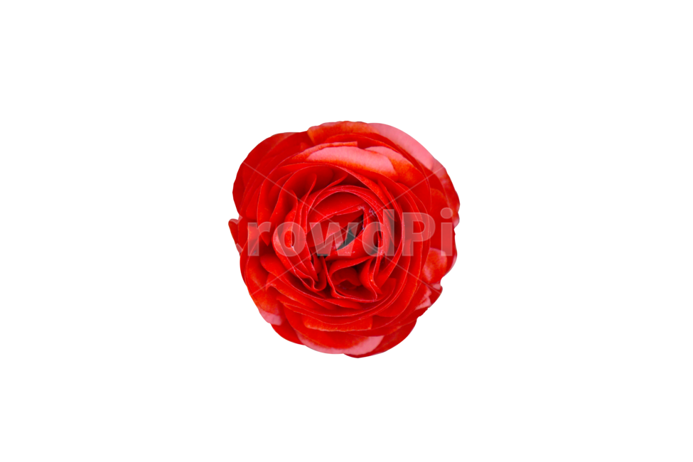rose,장미,plant,식물,blossom,꽃,flower,한송이