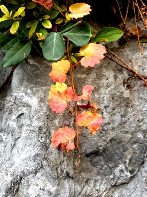 식물,담쟁이,빨강,가을,돌,가을,계절,fall,autumn,season,식물,자연,plants,nature,leaf,잎,plant,tree,나무