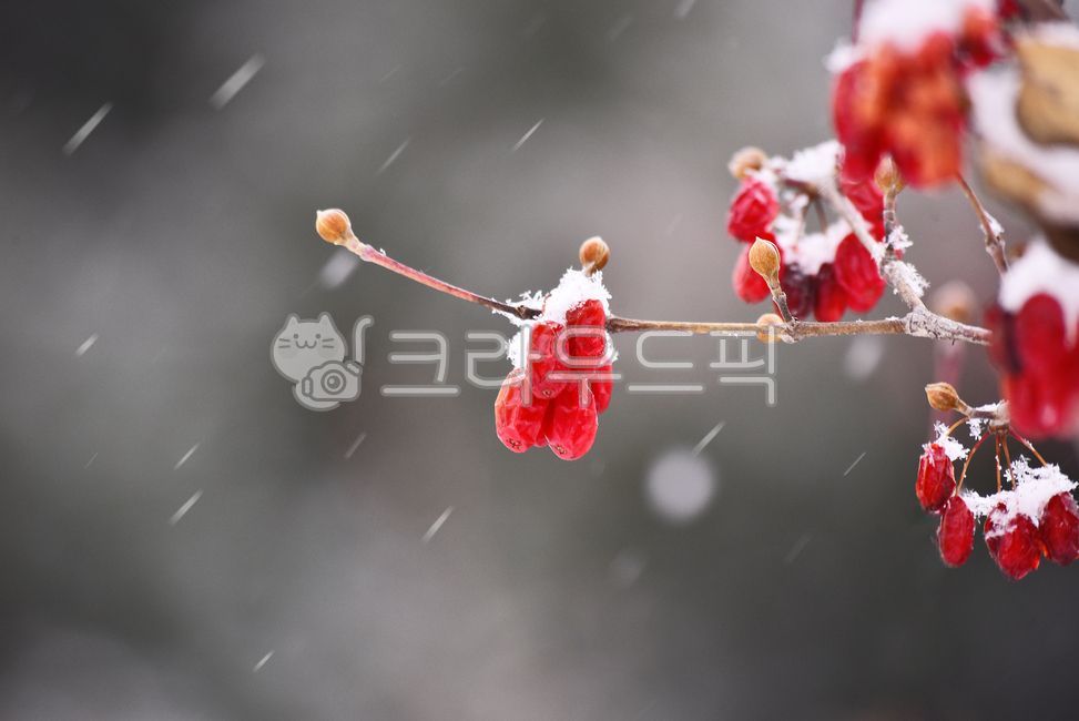 snow scene,winter background,nature,fruit,tree fruit,ice,winter snow,snowy day,snow falling,Cornus officinalis fruit,red,Cornus officinalis,outdoors,background,season,edible,medicinal plants