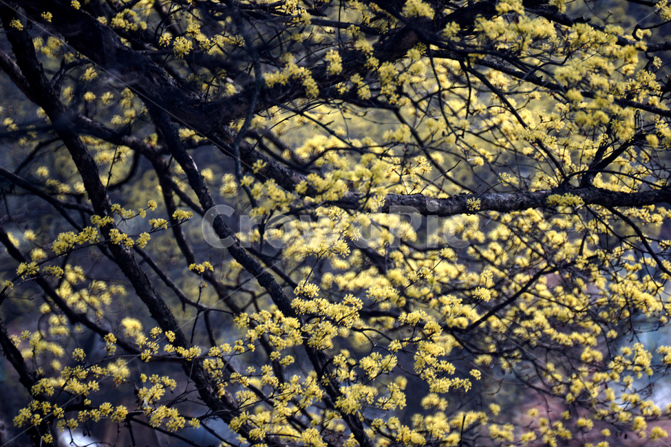 산슈유,봄,노랑,축제,감성,봄,계절,spring,season,식물,자연,plants,nature,꽃,flower,tree,나무,plant