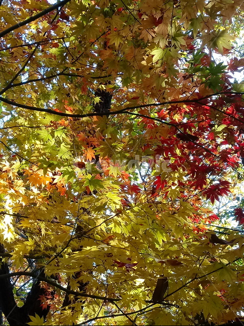 낙엽,단풍,落葉,leaves,나뭇잎,단풍나무,식물,maple,낙엽활엽관목,잎,계절,가을,자연,풍경,outdoors,옥외,fallautumnseason,naturelandscape,풍경사진,가을,계절,fall,autumn,season,plant,leaf,tree,나무