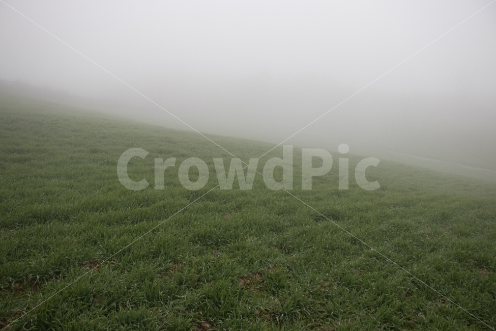 언덕,자연,안개,풀,바람의언덕,자연,풍경,nature,landscape,weather,날씨,outdoors,옥외