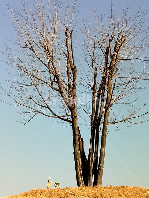 나무,자연,plant,tree,나무줄기,식물,treetrunk,언덕,식물,자연,plants,nature,나무,trees,wood