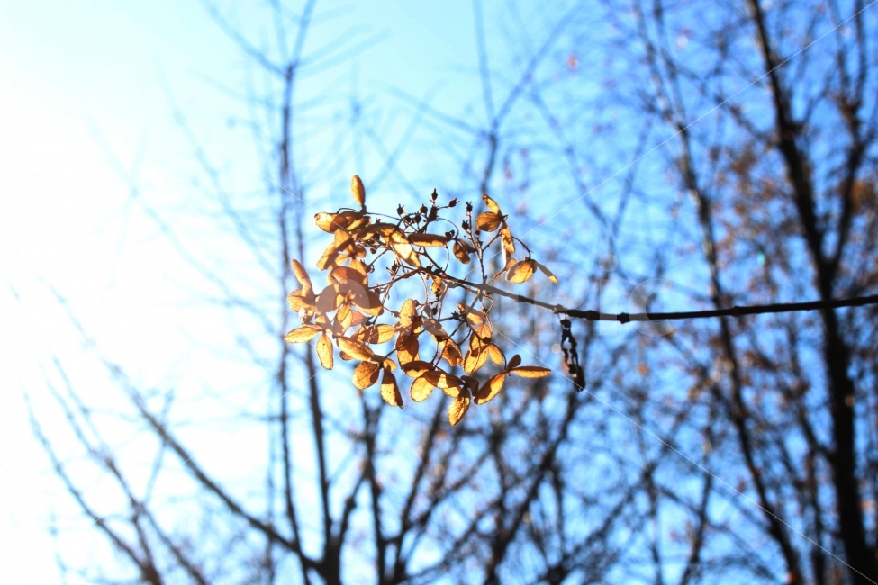 나무,가지,나뭇잎,잎,노란색,야외,정원,공원,가을,나들이,소풍,식물,자연,plants,nature,가을,계절,fall,autumn,season,leaf,plant,tree