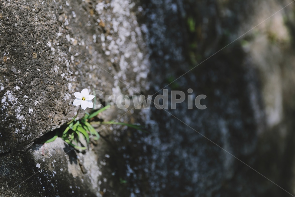 작은꽃,돌담에핀작은꽃,햇빛,돌담,그림자,옹벽,flower,sunlight,stonewall,식물,자연,plants,nature,꽃,flower